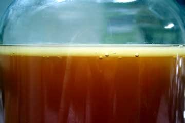 ¿Qué té usar para la kombucha?