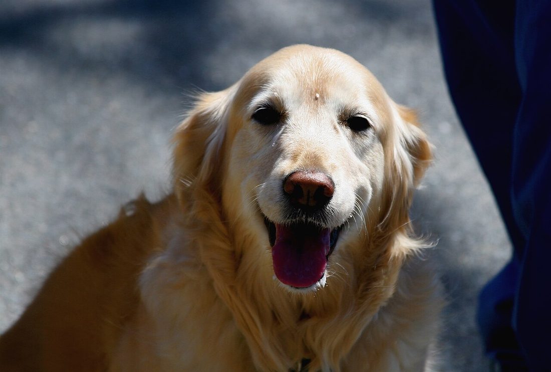 ¿Pueden los perros tomar kombucha?