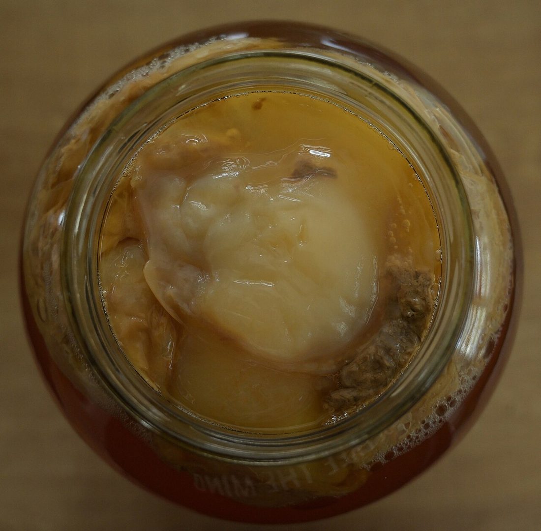 ¿Se puede congelar la kombucha?