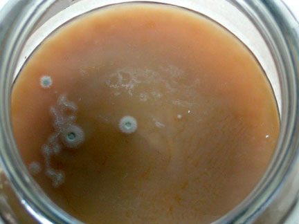 ¿Cómo saber si el SCOBY está malo?