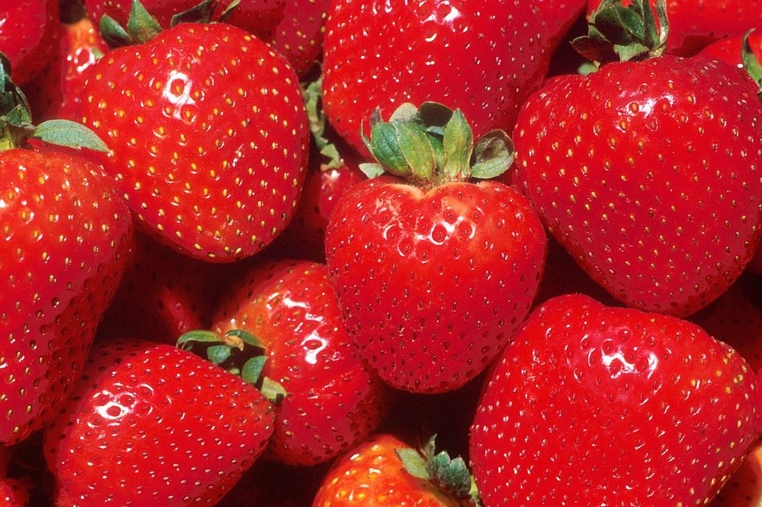 Fresas frescas para aromatizar la kombucha